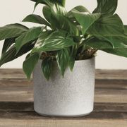 Peace Lily Gift Plant Alternate Image 2