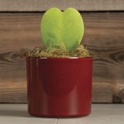 Hoya Heart Succulent Gift Alternate Image 1
