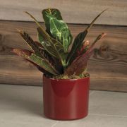 Croton Houseplant Thumb