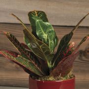 Croton Houseplant Alternate Image 1