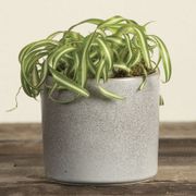Spider Plant Thumb