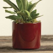 Staghorn Fern Houseplant Alternate Image 2