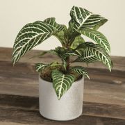 Zebra Houseplant Thumb
