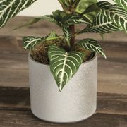 Zebra Houseplant Alternate Image 2