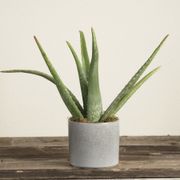 Aloe Vera Houseplant Thumb
