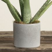 Aloe Vera Houseplant Alternate Image 2