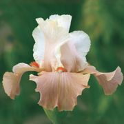 Iris Struck Twice Reblooming Bearded Iris Thumb
