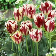 Tulipa Grand Perfection Tulip Bulbs Thumb
