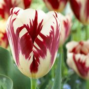 Tulipa Grand Perfection Tulip Bulbs Alternate Image 1