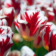 Tulipa Grand Perfection Tulip Bulbs Alternate Image 2