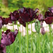 Tulipa Black Parrot Tulip Bulbs Thumb