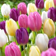 Tulipa Easter Basket Mix Tulip Bulbs Thumb