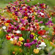 Tulipa Economy Medley Mix Tulip Bulbs Thumb