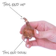 Narcissus Rip Van Winkle Daffodil Bulbs Alternate Image 3