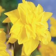 Narcissus Golden Ducat Daffodil Bulbs Thumb