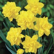 Narcissus Golden Ducat Daffodil Bulbs Alternate Image 1