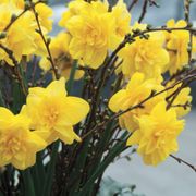 Narcissus Golden Ducat Daffodil Bulbs Alternate Image 2