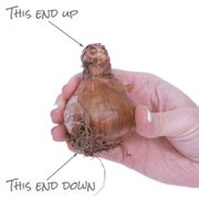 Narcissus Goblet Daffodil Bulbs Alternate Image 3