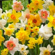 Narcissus Kitchen Sink Mix Daffodil Bulbs Thumb