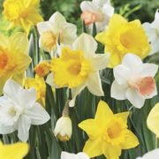 Narcissus Naturalizing Dream Mix Daffodil Bulbs Thumb