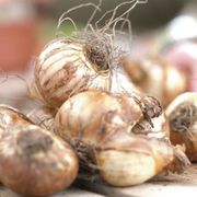 Narcissus Naturalizing Dream Mix Daffodil Bulbs Alternate Image 1