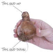 Narcissus Naturalizing Dream Mix Daffodil Bulbs Alternate Image 3