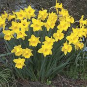 Narcissus Dutch Master Daffodil Bulbs Thumb