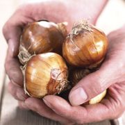 Narcissus Mammoth Paperwhite Bulbs Alternate Image 2