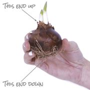 Narcissus Mammoth Paperwhite Bulbs Alternate Image 4