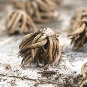 Ranunculus Double Cappuccino Buttercup Bulbs Alternate Image 1