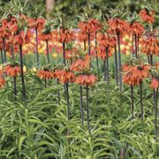 Fritillaria 'Rubra' Crown Imperial Bulbs Alternate Image 1