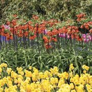Fritillaria 'Rubra' Crown Imperial Bulbs Alternate Image 2