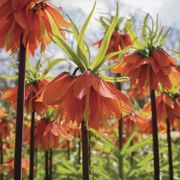 Fritillaria 'Rubra' Crown Imperial Bulbs Alternate Image 3