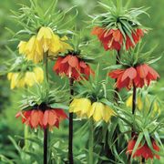 Fritillaria Blend Crown Imperial Bulbs Thumb