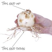 Fritillaria Blend Crown Imperial Bulbs Alternate Image 3