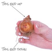 Allium Azureum Blue Globe Ornamental Onion Bulbs Alternate Image 3