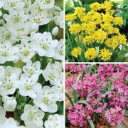 Allium Collection Ornamental Onion Bulbs Thumb