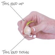 Allium Collection Ornamental Onion Bulbs Alternate Image 3