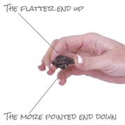 Anemone Darkest Blue Windflower Bulbs Alternate Image 3