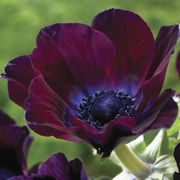 Anemone Meron Bordeaux Windflower Bulbs Thumb