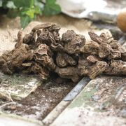 Anemone Meron Bordeaux Windflower Bulbs Alternate Image 1