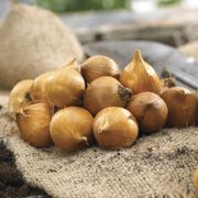 Iris Sapphire Beauty Dutch Iris Alternate Image 1