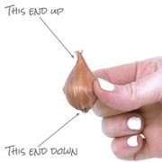 Iris Sapphire Beauty Dutch Iris Alternate Image 3