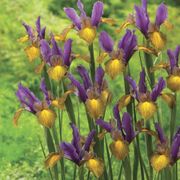 Iris Picasso Dutch Iris Bulbs Thumb