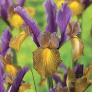 Iris Picasso Dutch Iris Bulbs Alternate Image 1