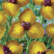 Iris Picasso Dutch Iris Bulbs Alternate Image 2