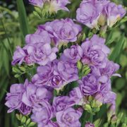 Freesia Double Blooming Lavender Bulbs Thumb