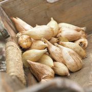 Freesia Double Blooming Lavender Bulbs Alternate Image 1