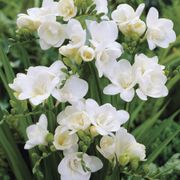 Freesia Double Blooming White Bulbs Thumb