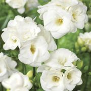 Freesia Double Blooming White Bulbs Alternate Image 1